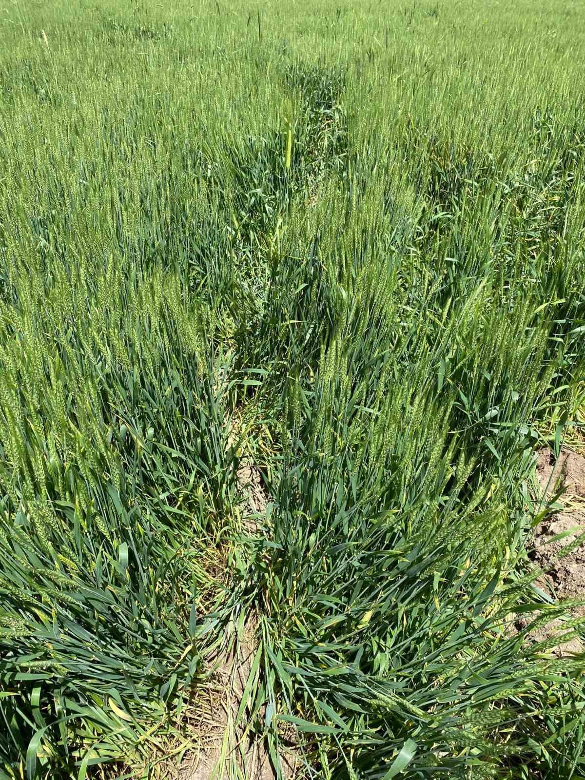 Domuzlar Tarlaları Talan Etti: Eskişehir Günyüzü'nde Zarar Verdi.