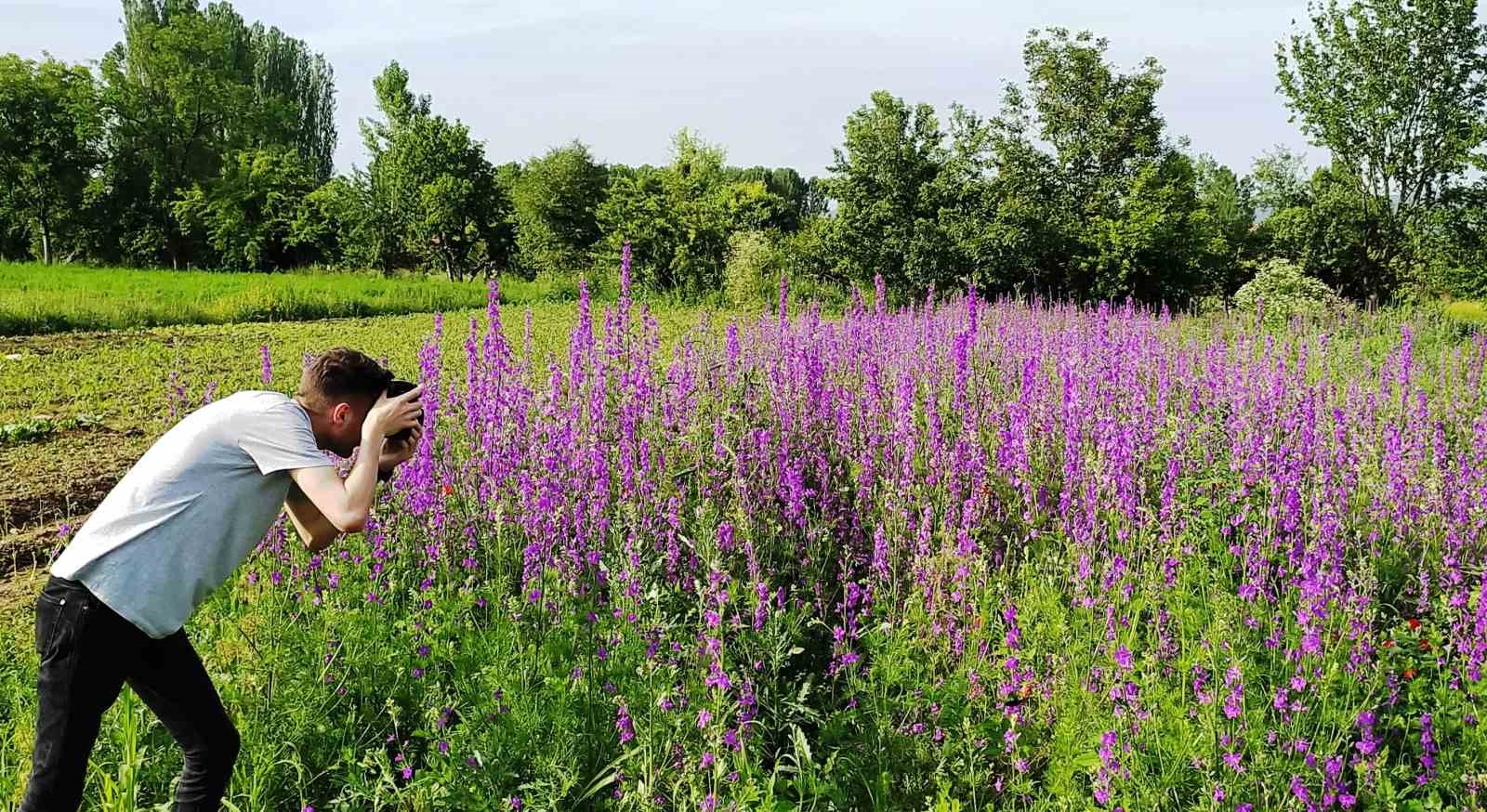 Hisarcık'ta Yabani Hazeran Çiçekleri Tarlalarda Açıldı!