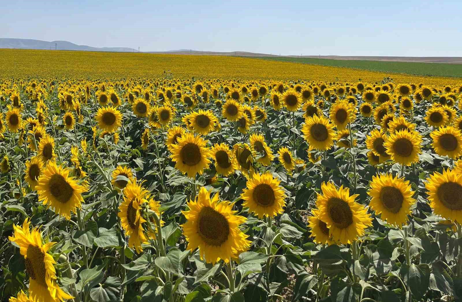 Eskişehir'deki Ayçiçek Tarlaları Göz Kamaştırıyor!