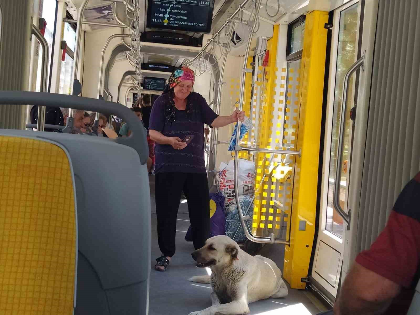 Eskişehir'de bunalan köpek tramvaya bindi.