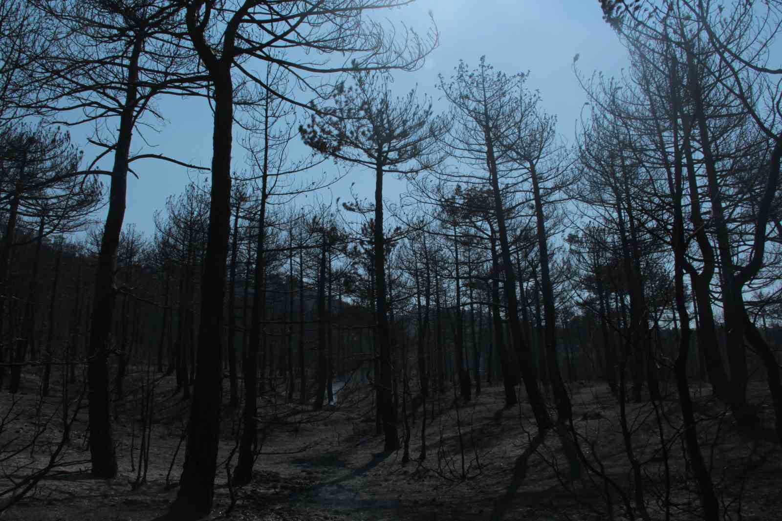 Eskişehir'de 300 hektarlık ormanlık alanda çıkan yangın kontrol altına alındı.