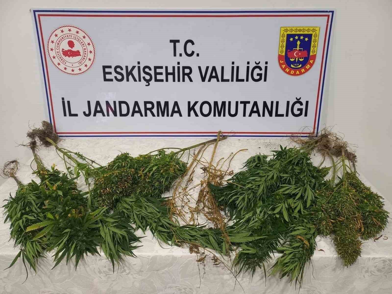 Eskişehir'de ormanda uyuşturucu yetiştirenler yakalandı.