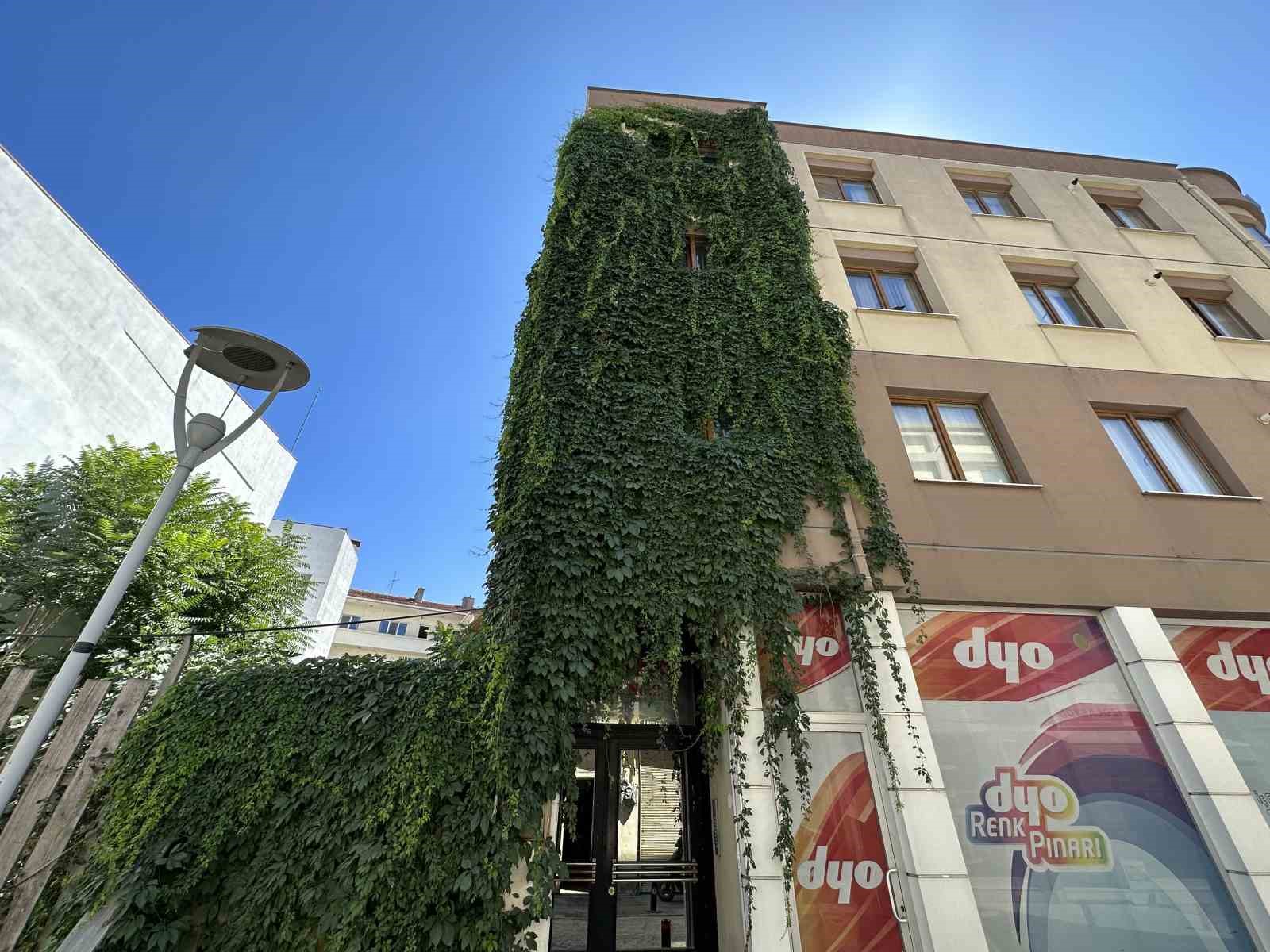 Eskişehir'de 4 katlı binayı saran sarmaşıklar görenleri büyüledi.