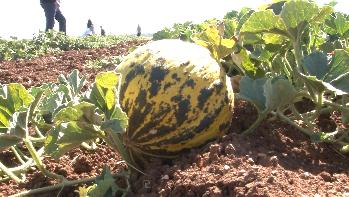 Kütahya'nın Terziler Köyü'nden çıkan 'Terziler kavunu' piyasada talebiyle dikkat çekiyor.