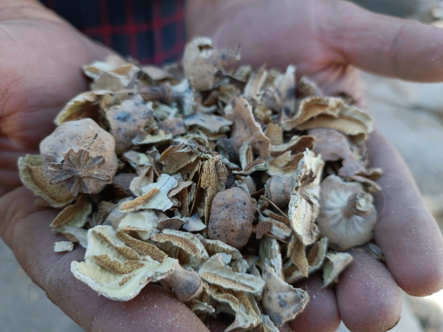 Şuhut'ta Haşhaş Kapsülü Alımı Başladı