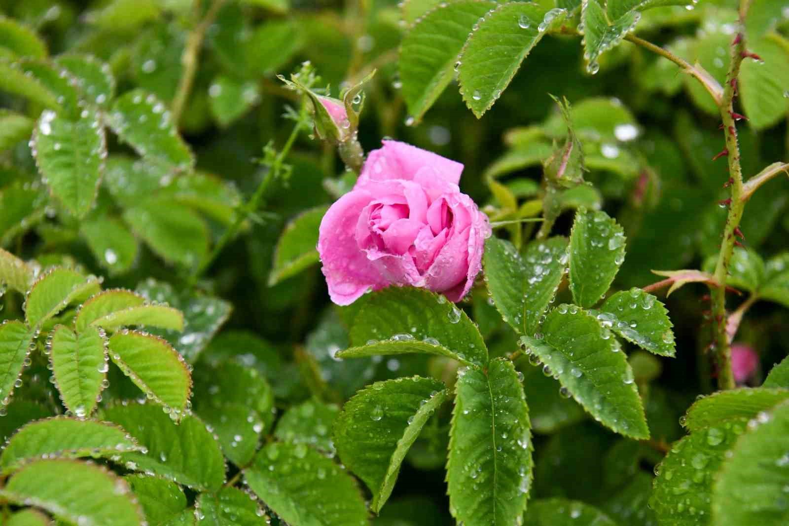Isparta'da gül çiçeği taban fiyatı yüzde yüz arttı